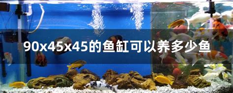 可以養的魚